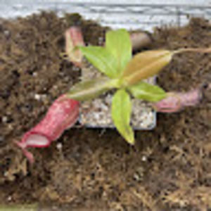 Meet your Posher, Maxwell